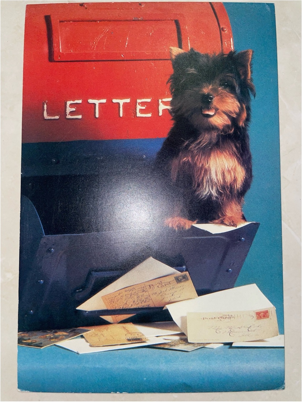 “Where’s my letter?” Dog Mailbox Greeting Card